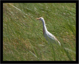 Cattle Egret #1