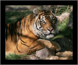 Sumatran Tiger #3