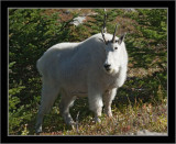Mountain Goat Mom #1 (Glacier NP)