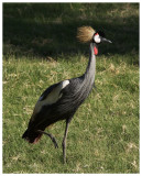 East African Crowned Crane #4