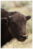 Bison Calf