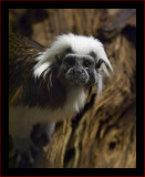 Cotton-Top Tamarin #2