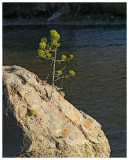 Rock Tree