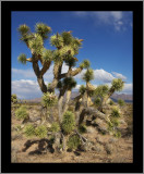 Joshua Tree Forest #6