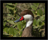 White-cheeked Pintail #8