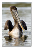 Juvenile Pelican.jpg