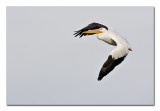 Pelican Flying.jpg