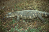 Varanus albigularis angolensis 1.jpg