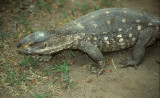 Varanus albigularis angolensis 2.jpg