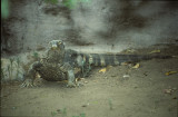 Varanus albigularis angolensis 3.jpg