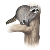 raccoon.jpg