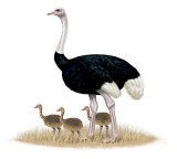 ostrich with chicks.jpg