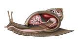 snail.jpg