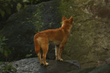 dingo 6.jpg