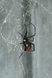 redback_lo_res.jpg