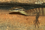 glauerti.jpg