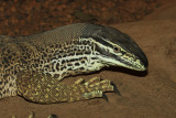 panoptes panoptes head.jpg