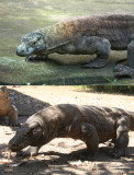 captive vs wild.jpg