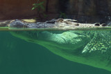 head at surface.jpg