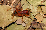 king cricket.jpg
