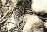 snake den.jpg