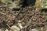 snake den 3.jpg