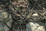 snake den 4.jpg