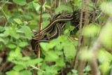 garter snakes in tree.jpg