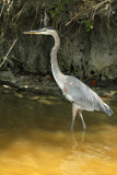 great blue heron.jpg