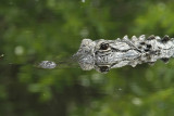 alligator.jpg