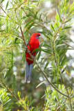 crimson rosella.jpg