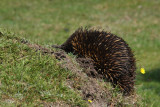 echidna.jpg