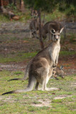 grey kangaroo does.jpg