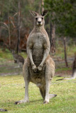 grey kangaroo.jpg
