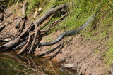 red-bellied blacksnake.jpg