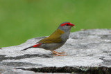 red-browed finch with termites.jpg
