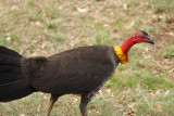brush turkey 2.jpg