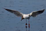 Black-headed Gull