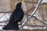 Common Blackbird