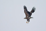 White-tailed Eagle