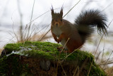 Squirrel at ISO 8000