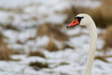 Mute Swan