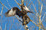 Common Buzzard