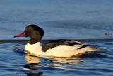 Goosander