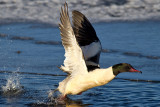 Goosander