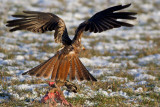 Red kite with a hare