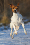 Dog in midair