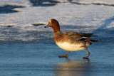 Eurasian Wigeon