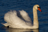 Mute Swan