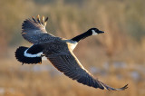 Canada Goose